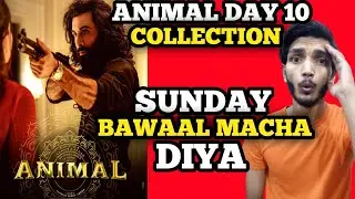 Animal Day 10 Box Office Collection | Animal Day 10 Collection | Animal Box Office Collection