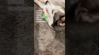 Guard Dog Test