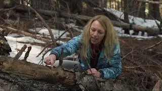 Forest Ecology