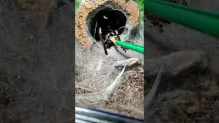 Feeding my electric blue tarantula. #shorts #tarantula #tarantulafeeding #pets