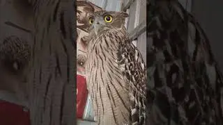 #HawkLife #Eaglelife #Hawk #Owl #Wildlife #Animal #Dailyanimals #Eagle #wildlifedaily #BirdLife