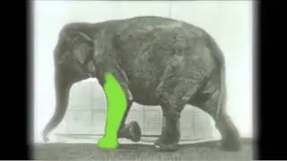 Homework - Muy Elephant