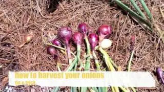 IGROWUGROW RAIN BARREL AND GARDEN WALK.mov