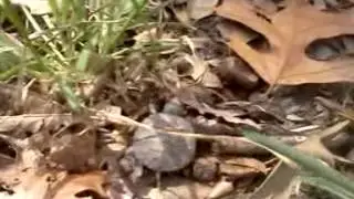 Baby turtle does a sprint