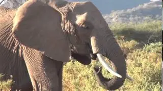 Elephant rumbling
