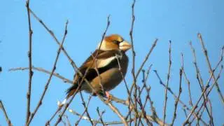 27.12.08 (3) Grosbec casse-noyaux (Coccothraustes coccothraustes, Hawfinch)