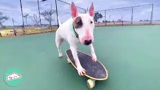 Bull Terrier Finds A Girl's Skateboard And Gets Obsessed | Cuddle Buddies