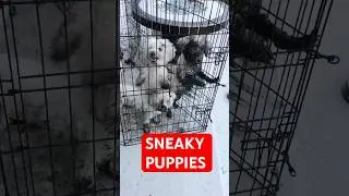 DOWNRIGHT DIRTY DOGS #shorts #funny #dogs #short