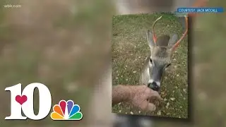 Woman seriously injured in deer attack, neighbor says deer was gentle and calls victim a liar