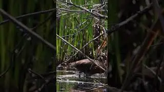 King Rail pair #wildlife #wildlifephotography #nature #birding #birdphotography