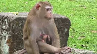 Adorable newborn baby monkey 🍼🐒#adorablemonkey #monkey #babymonkey #animals #animallife #cute 