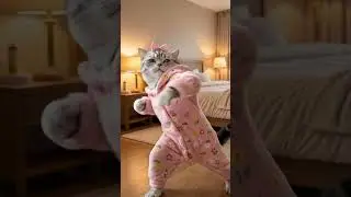 Who needs sleep when you can DANCE? 💃🐾 #cat #funnycats  #cutecat  #dancingcat