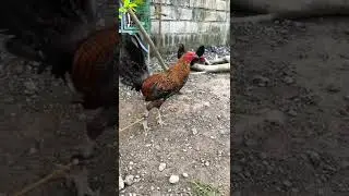 Fighter Rooster #6 🐔 🐓