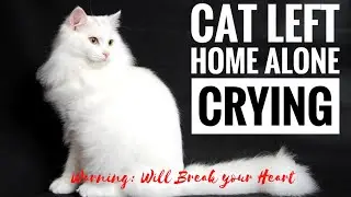 CAT LEFT HOME ALONE CRYING II WARNING: Will break your heart II by Churchill Soriano