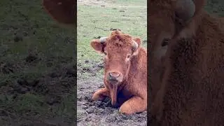 Did that cow wink? ..#realreason #running #run #runner #runna #content #fyp #foryou #foryoupage