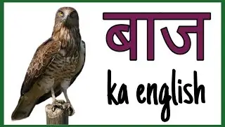 baj ko english mein kya kahate hain | baj ko english me kya kehte hai