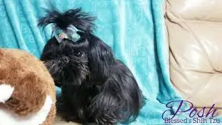 Shih Tzu Puppies For Sale in Apollo Beach, FL