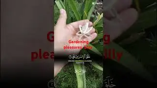 #gardenflowerplants #minivlog #lilyplants #@BloomVille04