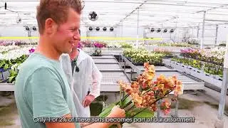 Opti-flor kweker van de maand bij OZ Planten