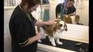 Training with Dog Groom UK