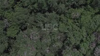 A seed today, a forest tomorrow! - Uganda on mission to restore lost tree cover