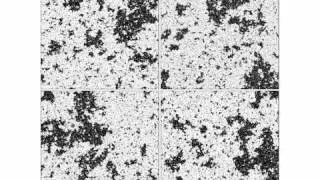 Scale invariance in the critical Ising model