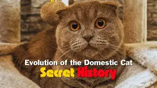 Secret History: Evolution of the Domestic Cat (Wildcat to Companion)