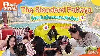 The Standard Pattaya ที่พักในฝันของคนรักสัตว์ | Mintnimal EP.20