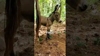 Facts about mini donkeys