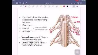 Neuroanatomy Part-2: Anatomy of Spinal Cord-2