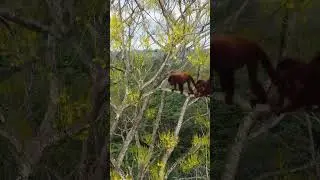 Colombia&rsquo;s wildlife needs saving urgently #Colombia #Forest #ASMR #whitenoise