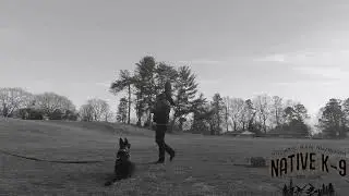 Level 1 Protection Training | Czech German Shepherd &ldquo;Mace&rdquo;