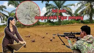 FULL POIN &diams;️ BERBURU DENGAN UKLIK ANDALAN TUMBANGKAN TERKUKUR SAWAH