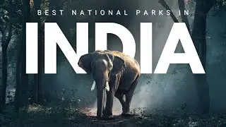 This Forest in India Is NOT What You Think 😱  Wild Animals Everywhere!