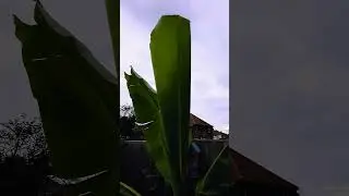 ❄ Cold hardy Musa Basjoo 🍌 banana tree 💚