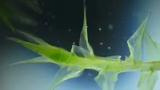 Живые пузырьки. Infusoria Halteria.