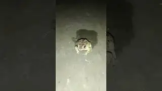 frog 🐸 lovers subscribe my channel and more frog video