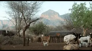 A Life Among Elephants: David Daballen&rsquo;s Journey to Protecting Elephants