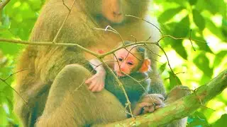 Newborn baby monkey of Mom PINKY looks so cutest.