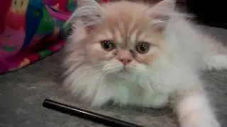 Paz4PlayCattery.com Marco Polo New Stud @ Paz4Play
