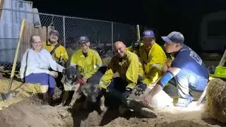 Puppies Rescued from Yucca Valley Tortoise Den
