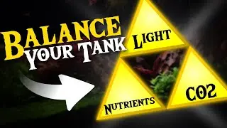 Transform Your Struggling Plants With This Balance Method!