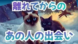 離れてからのあの人の出会い お相手に訪れている変化もリーディング#ワラコリーディング#ハリネズミたちのジレンマ