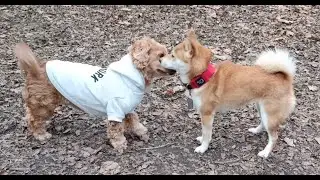 Reacting to Random Dog Off Leash