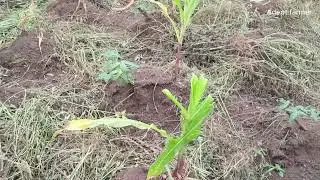 How soil testing can influence economic yield in crop production