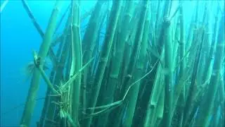 tree in the ocean - one of the strangest dives we have done!