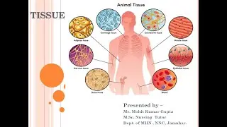 EPITHELIUM TISSUE