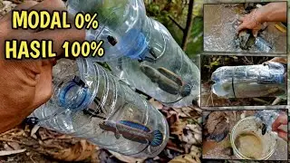 FULL SAMPAI PANEN..!!Cara Membuat Bubu Perangkap Ikan Channa Limbata Perangkap ikan dari Botol Bekas
