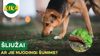 Lauko invaziniai &scaron;liužai - ar jie nuodingi &scaron;unims?