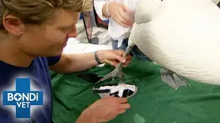 Flip Flop For Pelican&rsquo;s Missing Flipper 🤩 | Bondi Vet